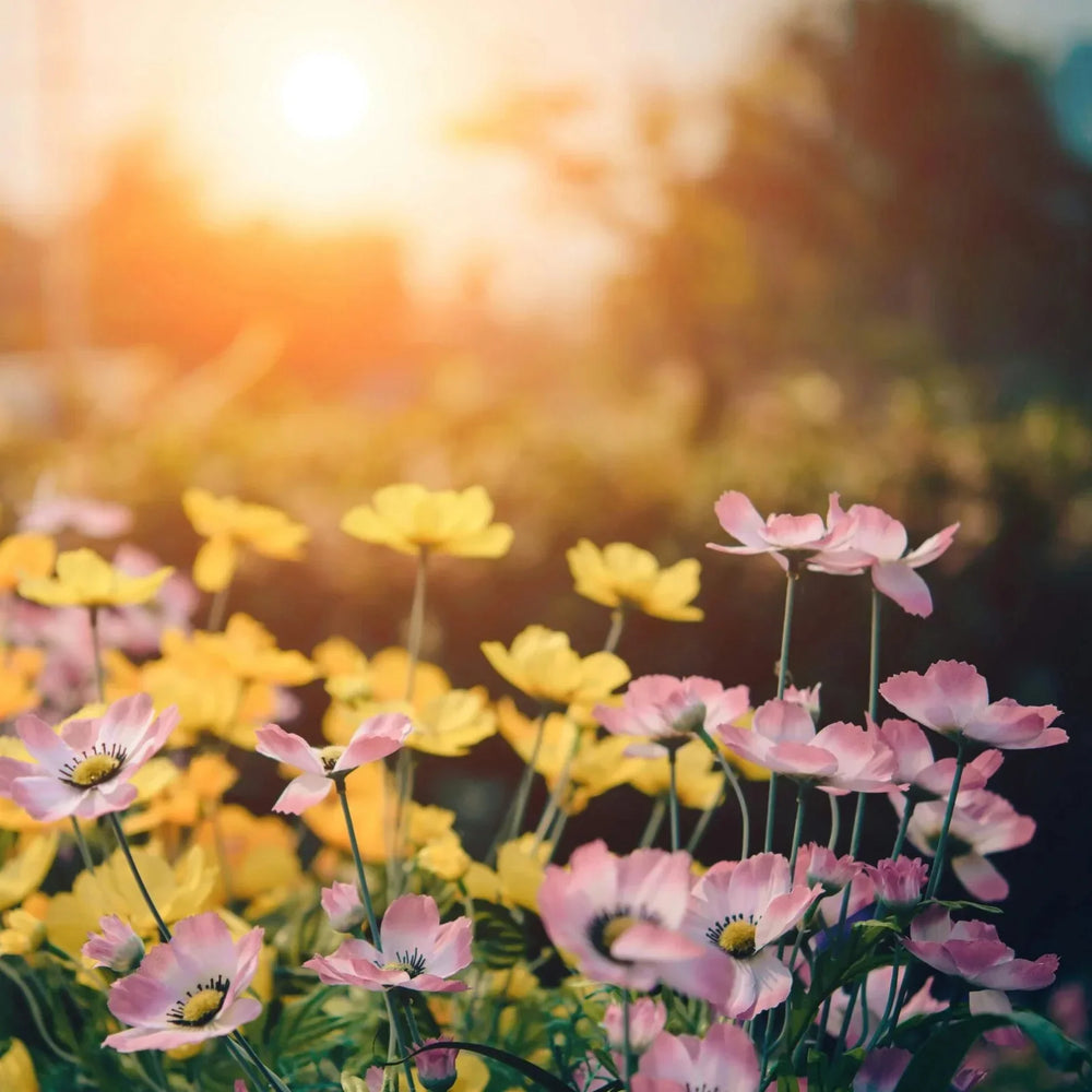 8 Essential Tasks for a Thriving Spring Garden