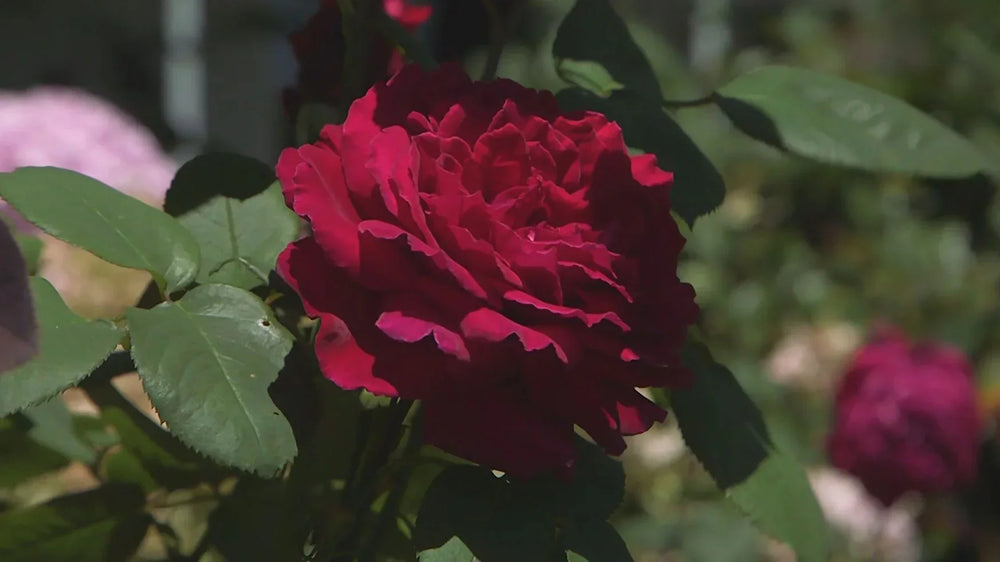 Nylex Essential Watering Tips – Roses