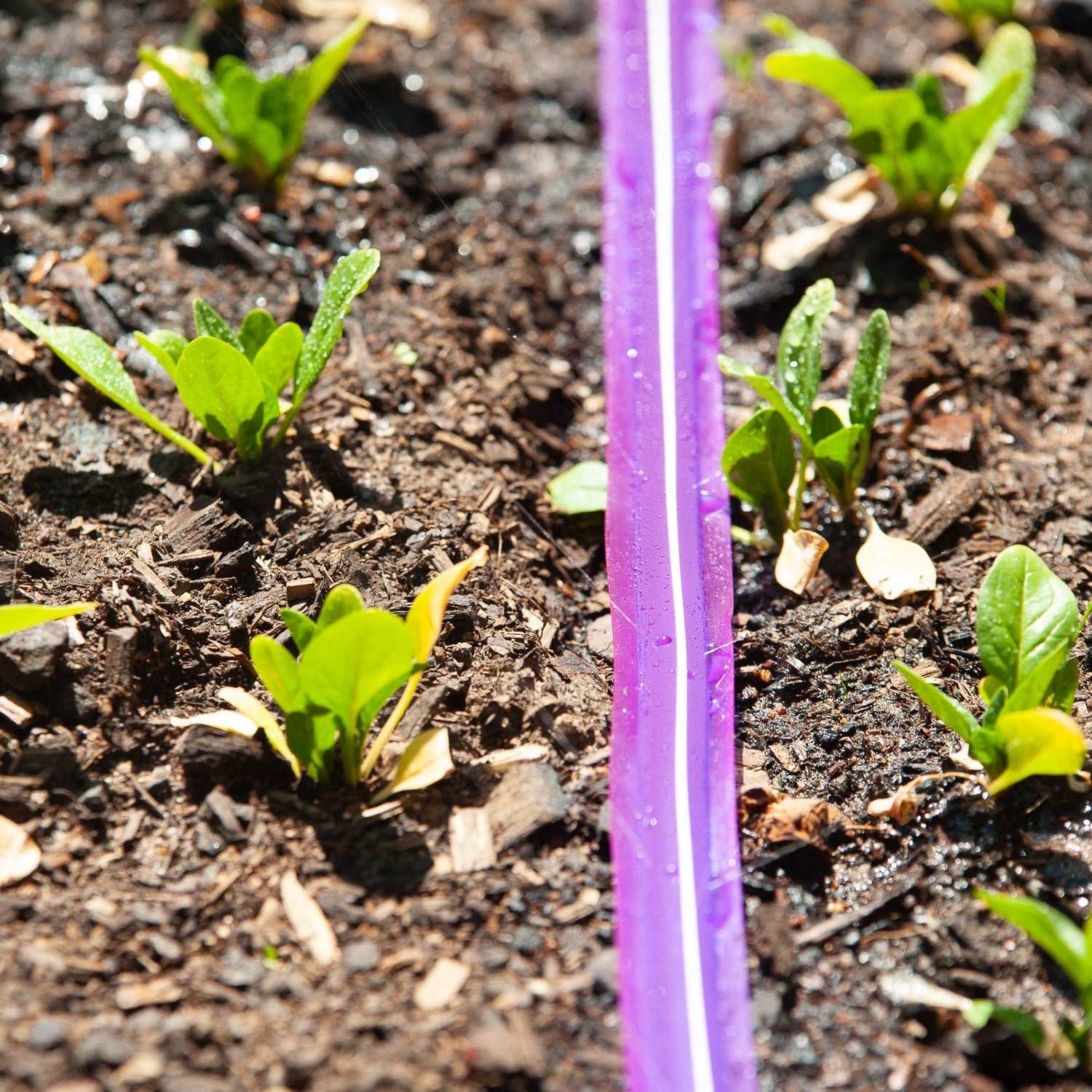 Recycled Soaker Hose